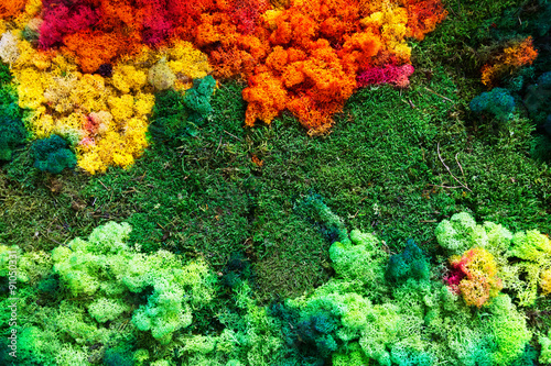 Colorful lichen