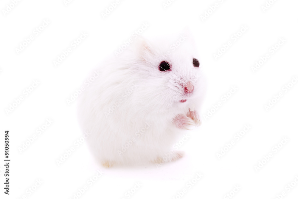 White mouse in human hand