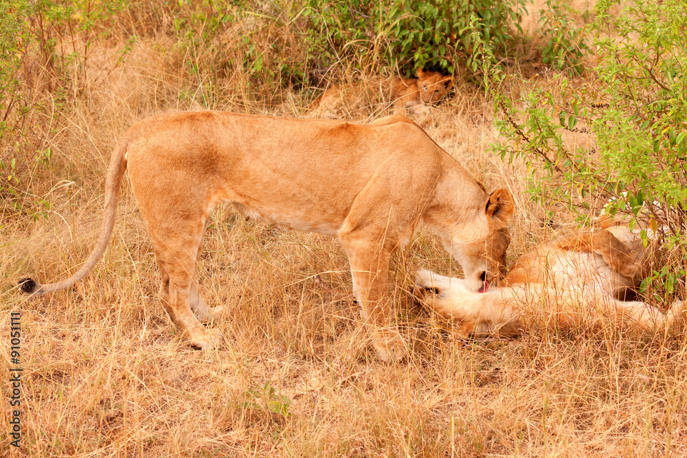 Two lionesses in Masai Mara Two lionesses in Masai Mara