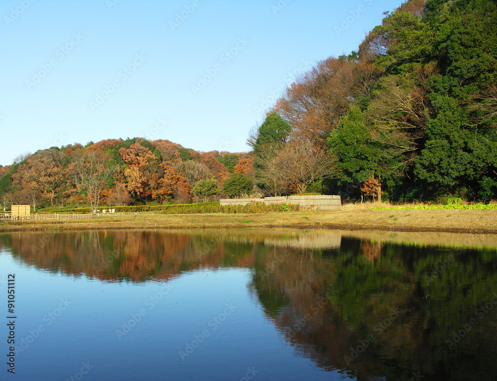 秋の森風景