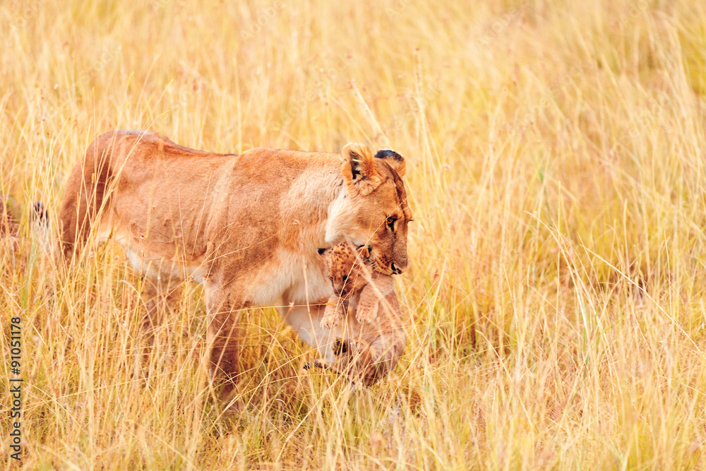 Fototapeta premium Female lion with cubs in Masai Mara
