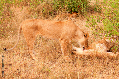 Two lionesses in Masai Mara