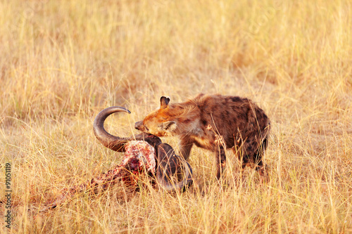 Hyena eating a pray, Masai Mara