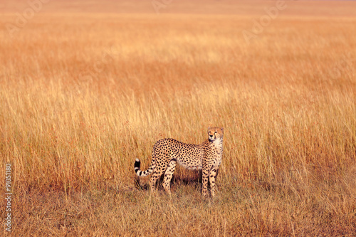 Male cheetah in Masai Mara © ivanmateev