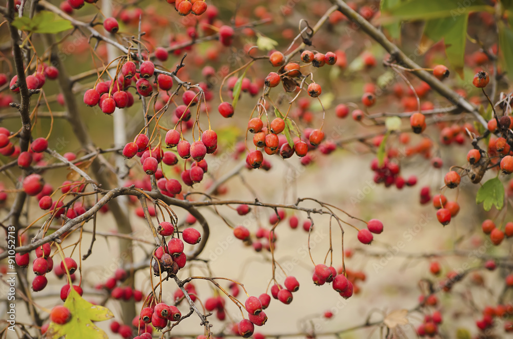 Hawthorn berries in nature Hawthorn berries in nature
