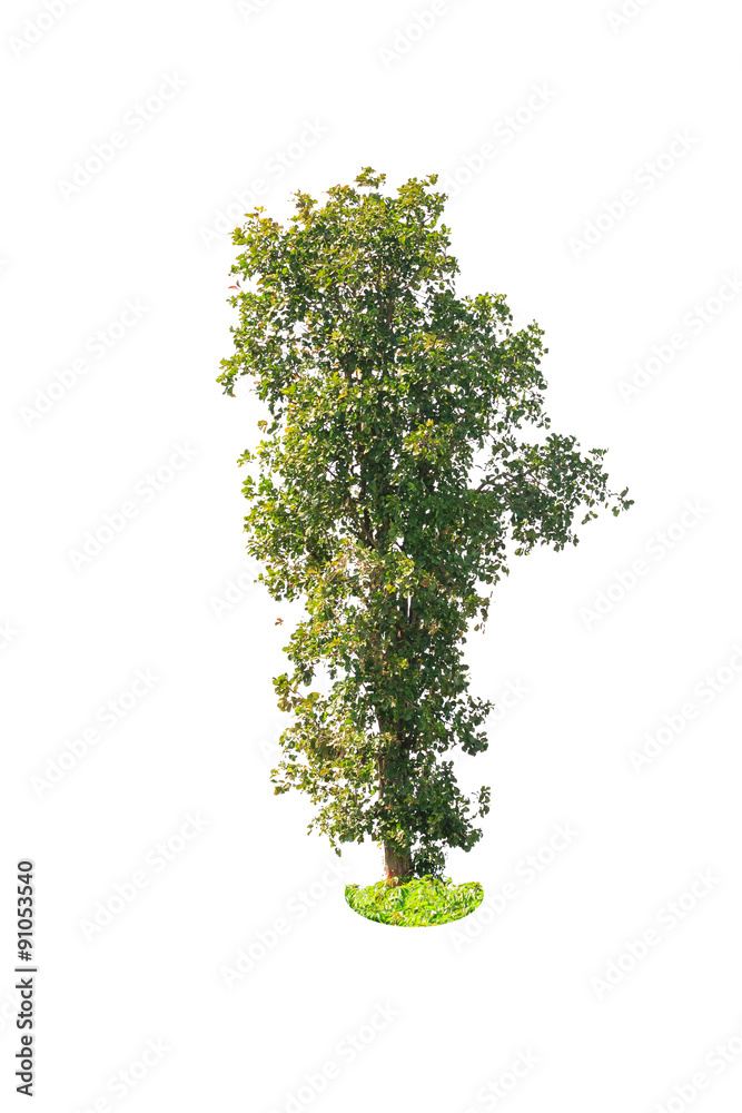 Fototapeta premium deciduous tree