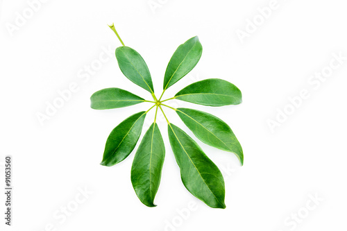 Fototapeta Naklejka Na Ścianę i Meble -  Single isolated leaf on a white background