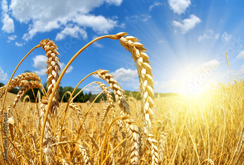 Fotografering Golden wheat field with sunny sky close up