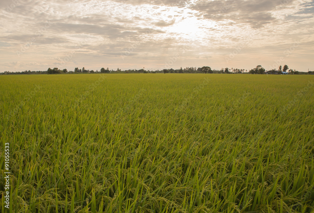 Fototapeta premium Rice field