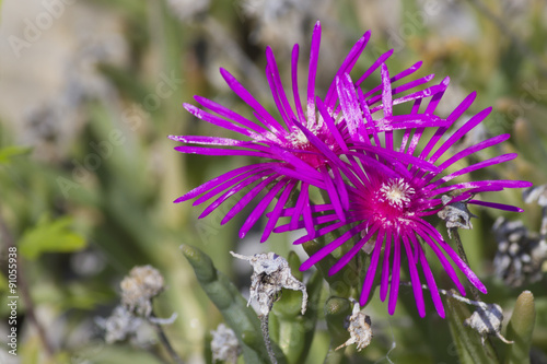 flower in the garden © spetenfia