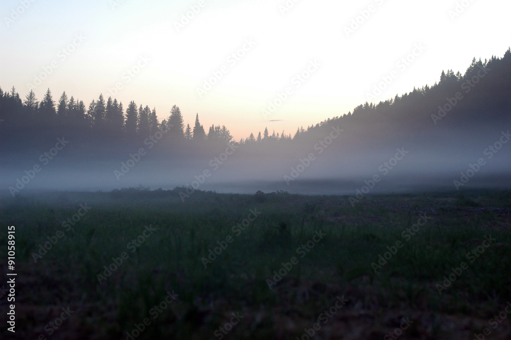 Siberia pine forest at the sunset with fog