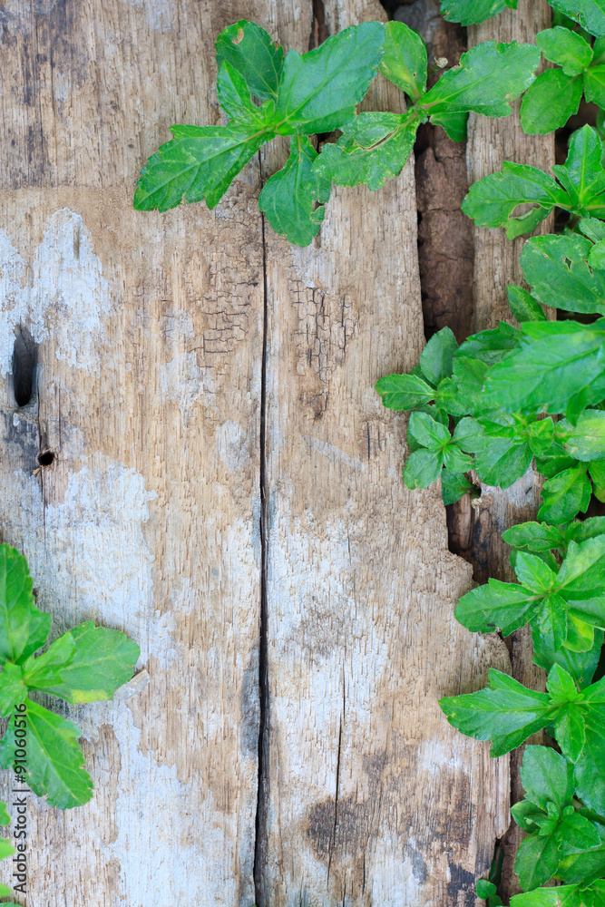 green ivy leaves over wooden background with copy space green ivy leaves over wooden background with copy space