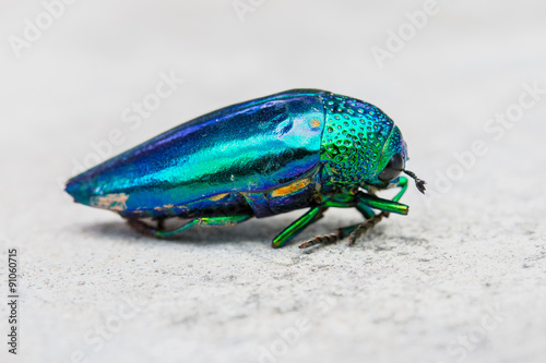 Beetle or Metallic Wood-boring beetle