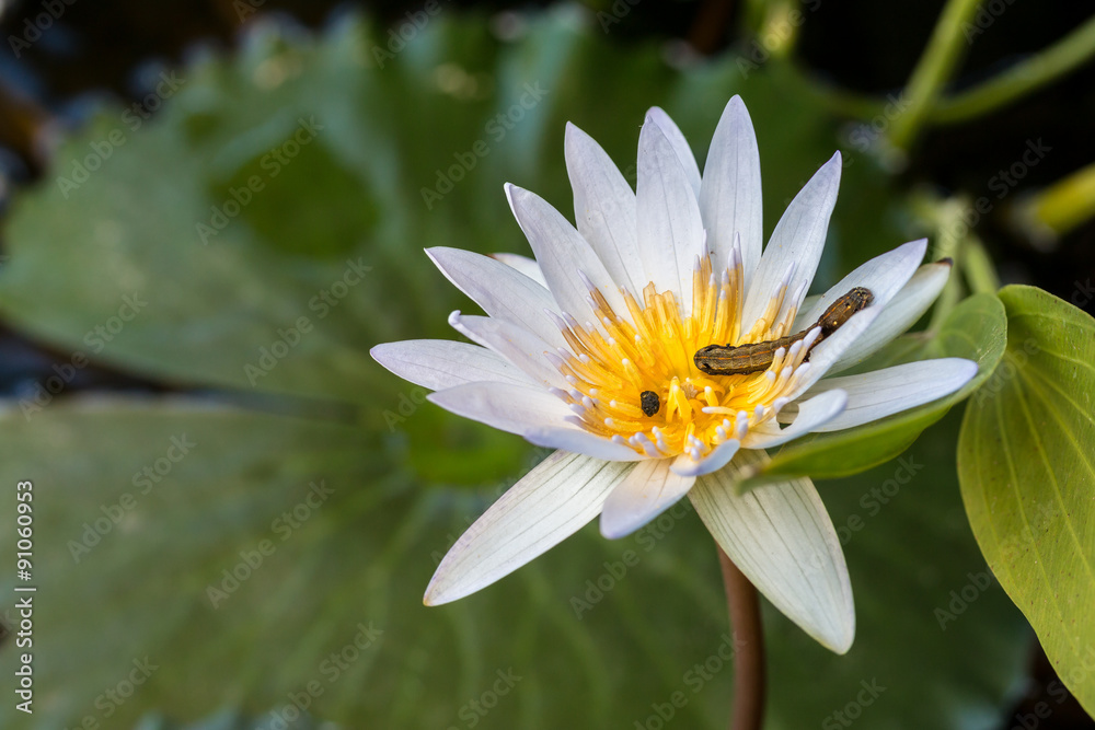 White Lotus flower blooming, worm bite White Lotus flower blooming, worm bite