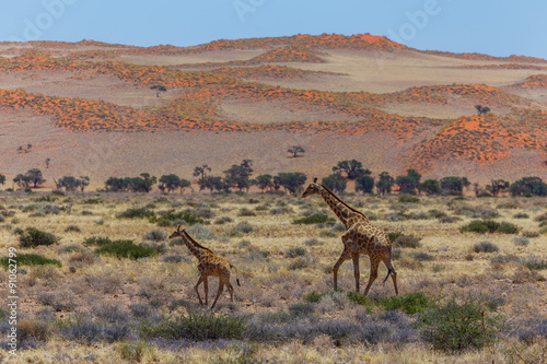 Photography Giraffes in desert