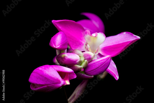 Pink flowers with a black background.