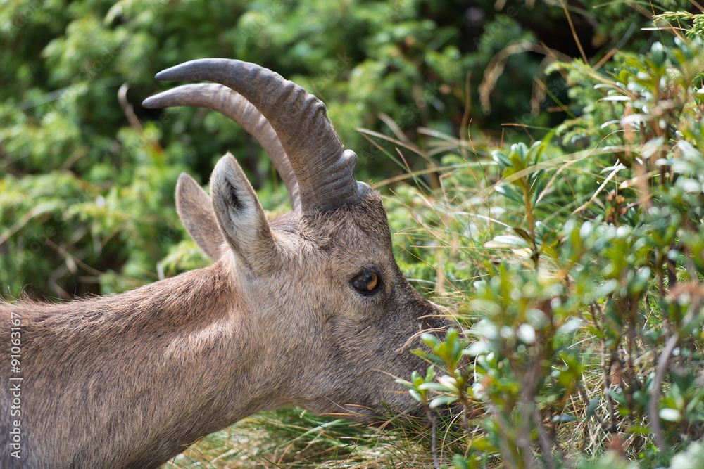 Ibex eating grass