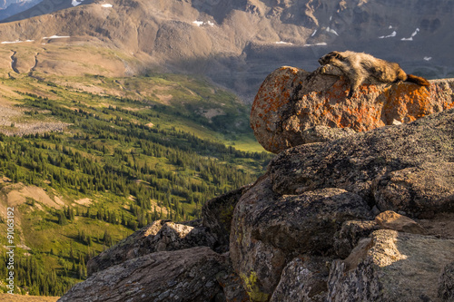 A Hoary Marmot soaks up the sun on one of the Bald Hills peaks i