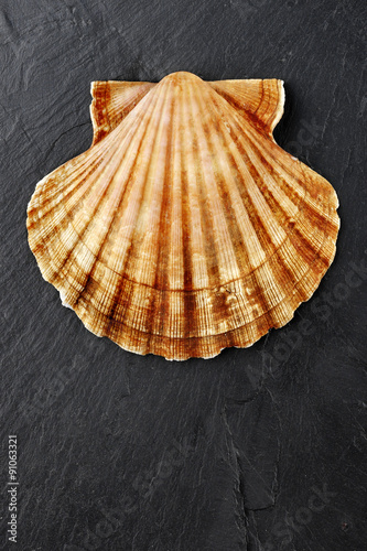 Fototapeta scallop shell