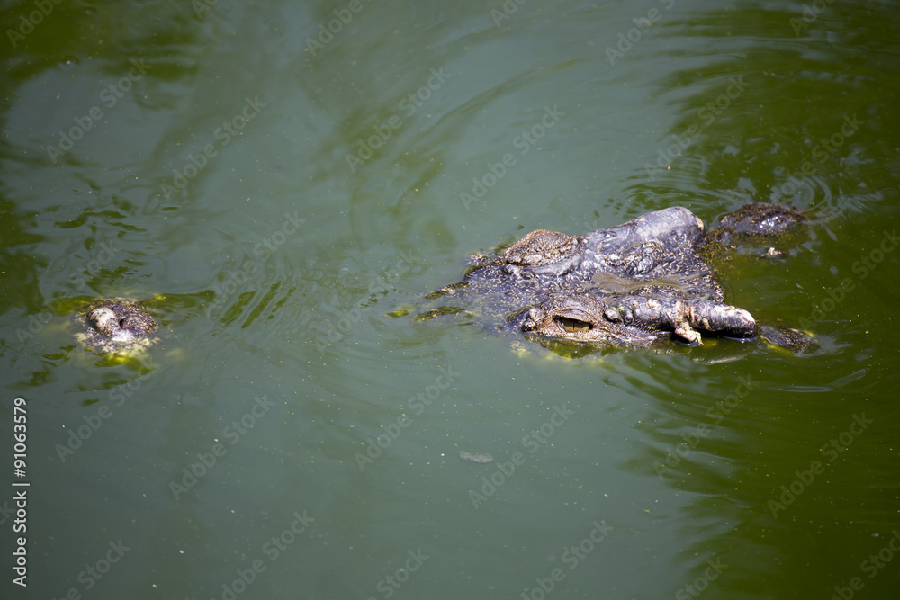 Krokodil auf Tauchgang Krokodil auf Tauchgang