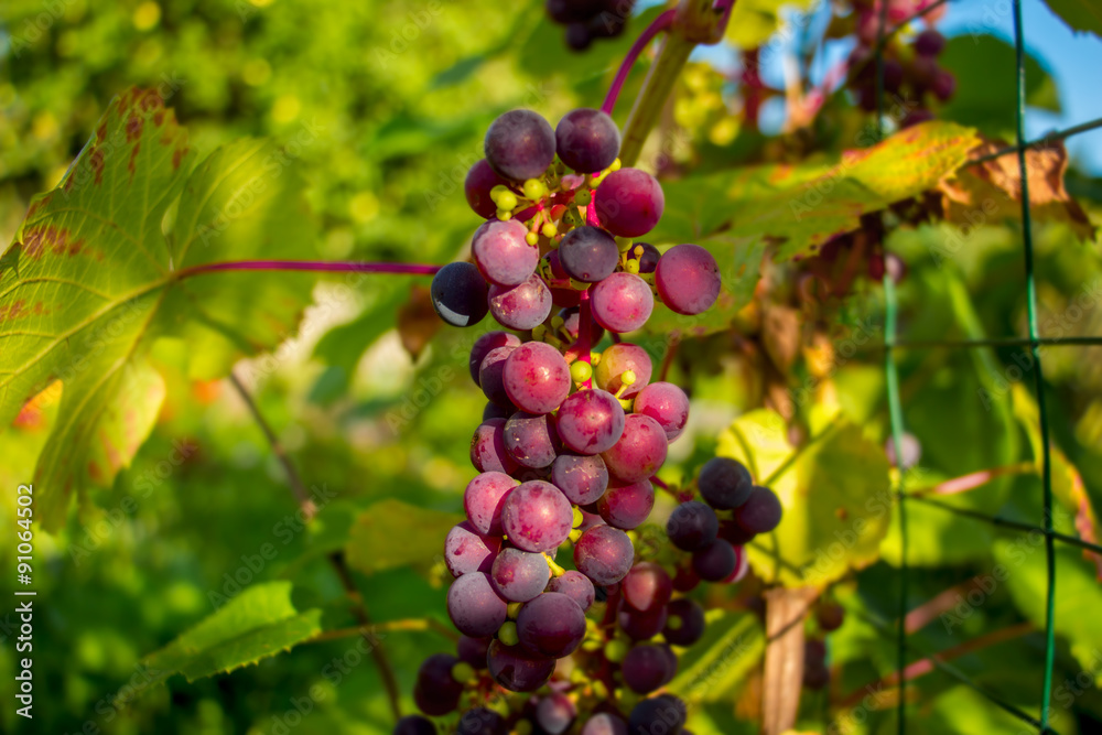 Bunch of red grapes in the setting sun.