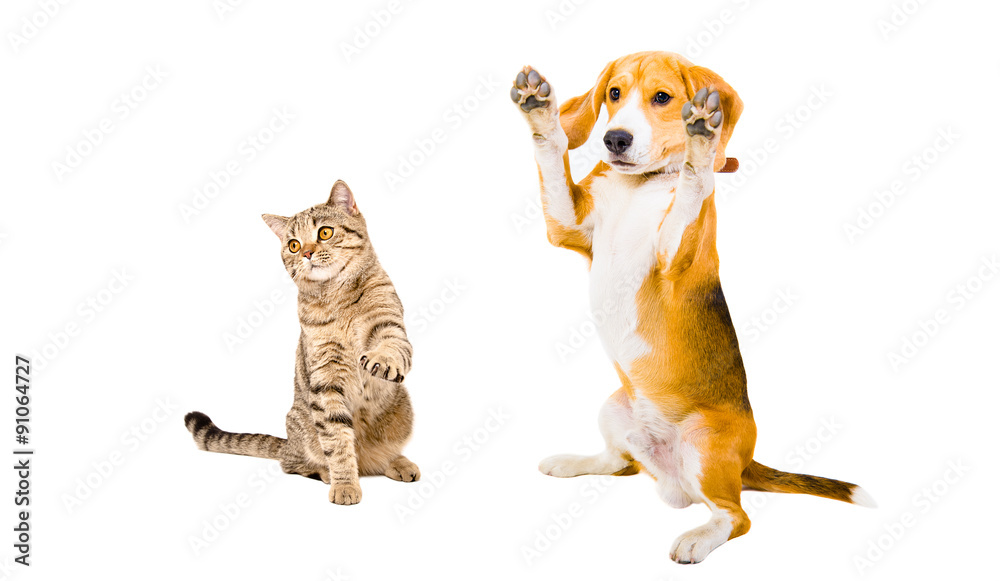 Frisky Beagle dog and cat Scottish Straight 