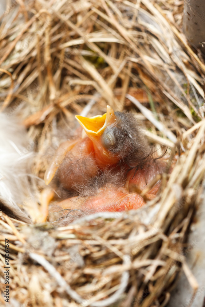 Greenhorn nestling opened beak sitting in a nest Greenhorn nestling opened beak sitting in a nest