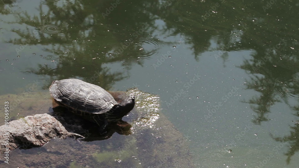 Turtle in pond