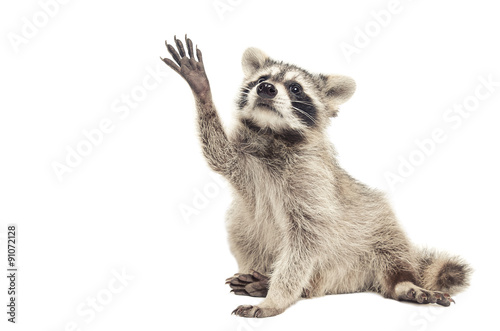 Raccoon sitting with paw raised up