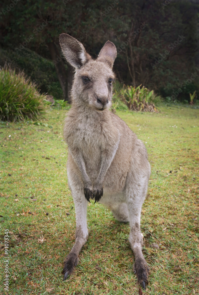 Fototapeta premium Kangaroo Macropus giganteus