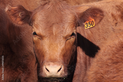 Shorthorn Cattle photo