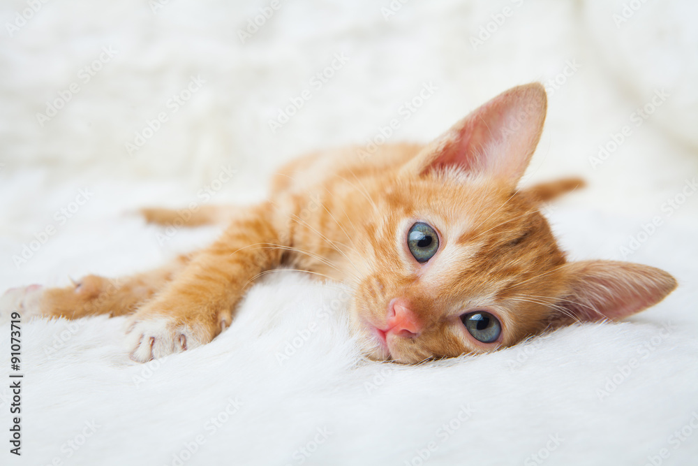Yellow striped cat Yellow striped cat