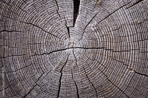Texture with a cut of a wooden log