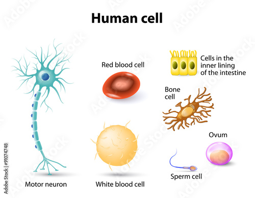 human cells
