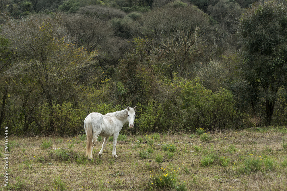 Fototapeta premium lone white horse
