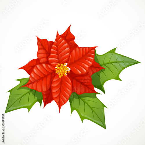 Holly flower isolated on white background