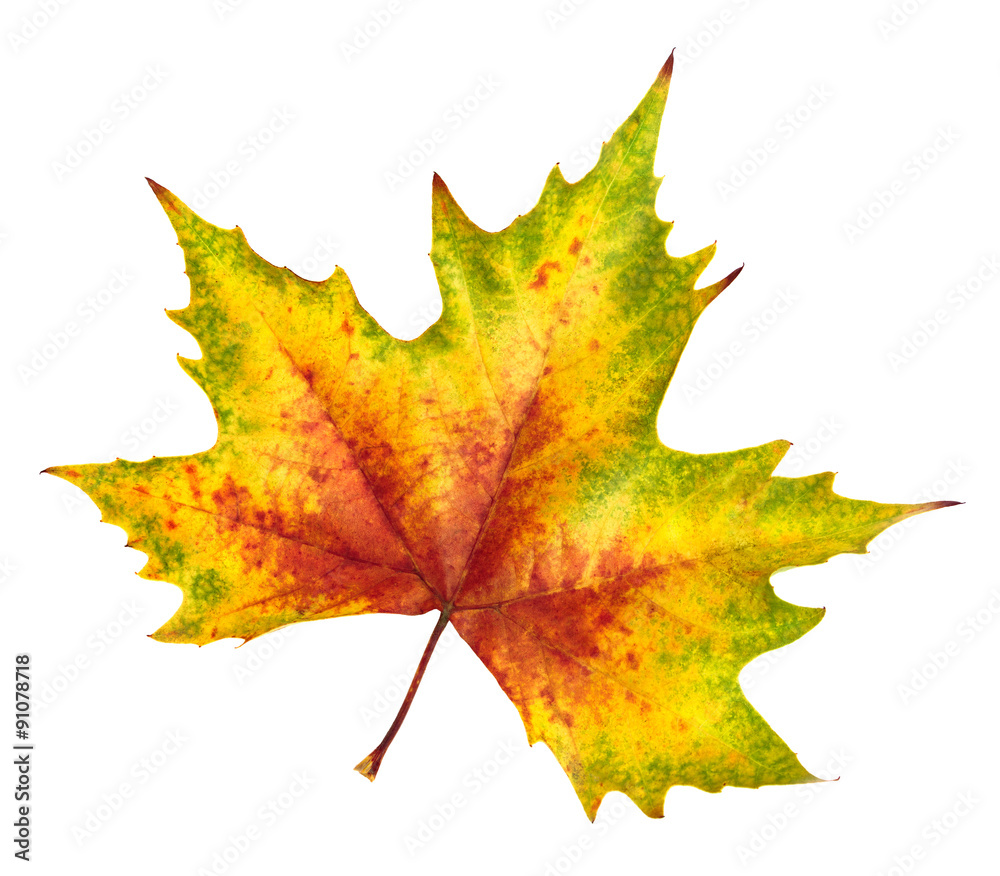 Beautiful autumn leaf, rich in color and detail Beautiful autumn leaf, rich in color and detail