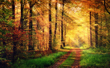 Foto auf Leinwand Wald Herbstwaldlandschaft mit warmen Lichtstrahlen  © Smileus