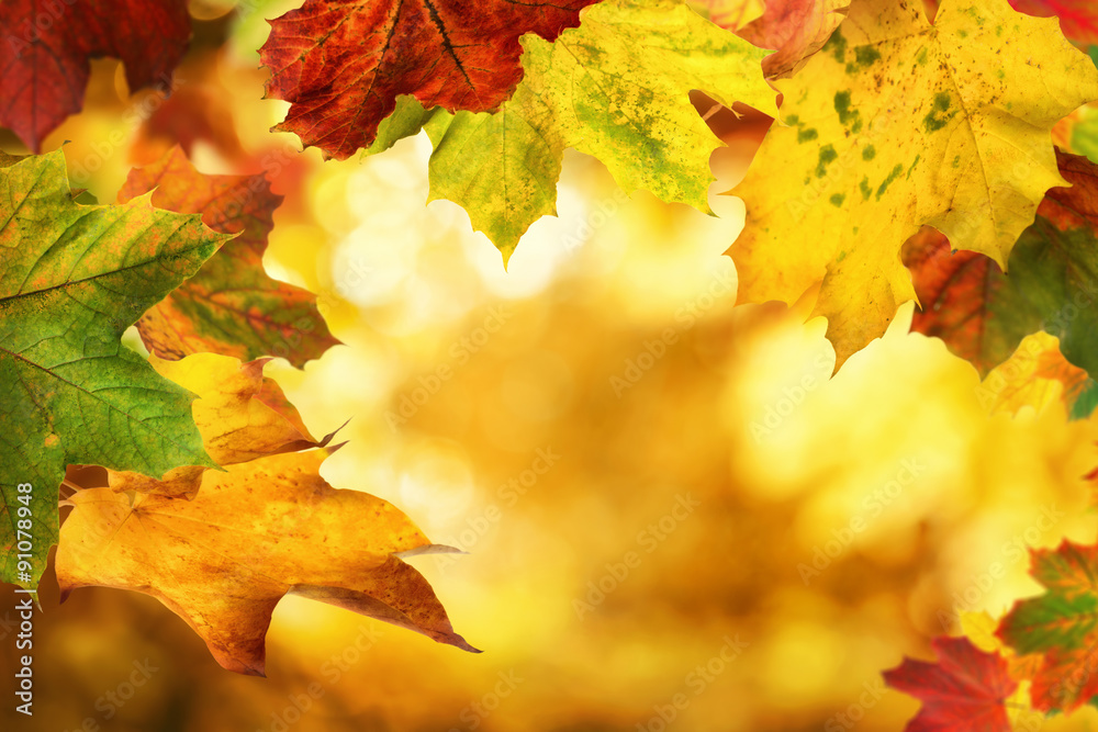 Fototapeta premium Autumn leaves framing a nice bokeh background