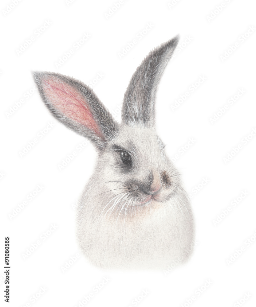 Obraz premium Fluffy bunny