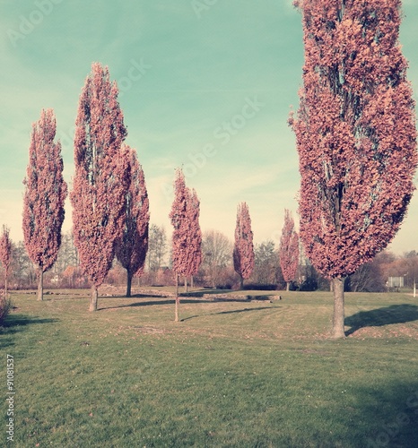 Bäume Landschaft in Vintage Style  photo