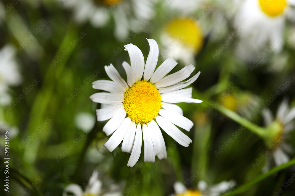 Fototapeta premium Camomile closeup