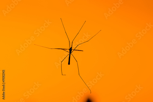 Large crane fly on orange background