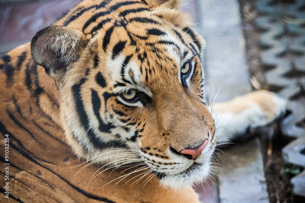 Obraz premium Tiger