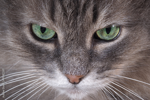 Портрет кошки очень крупно. Глаза зеленые и нос. Кот серый, пушистый, лохматый