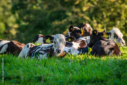 Cattle lying in the grass