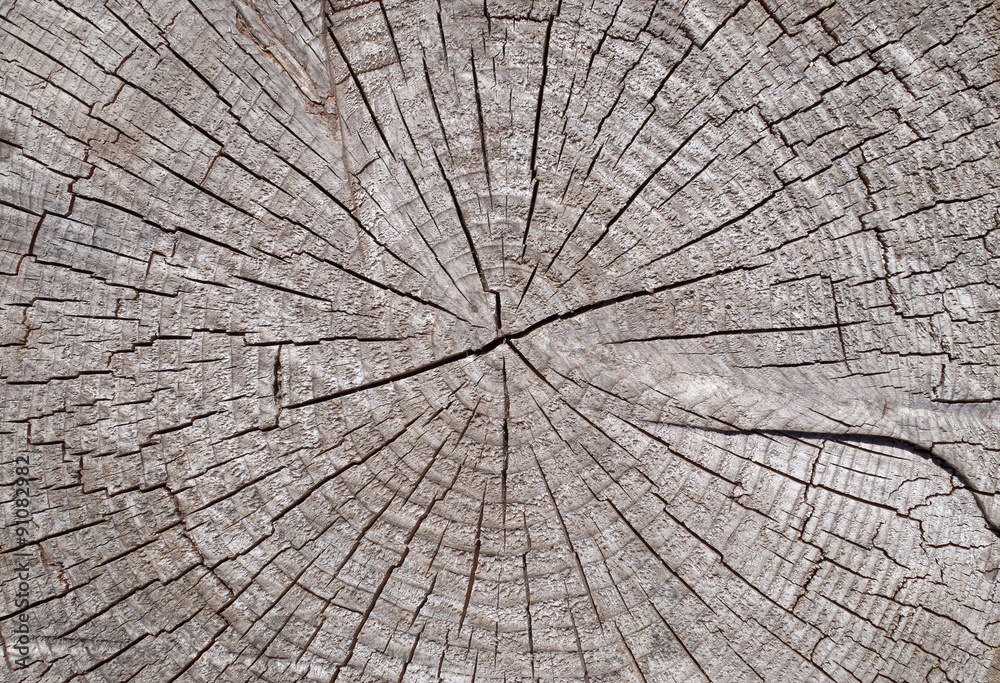 Fototapeta premium Old cracked stump closeup