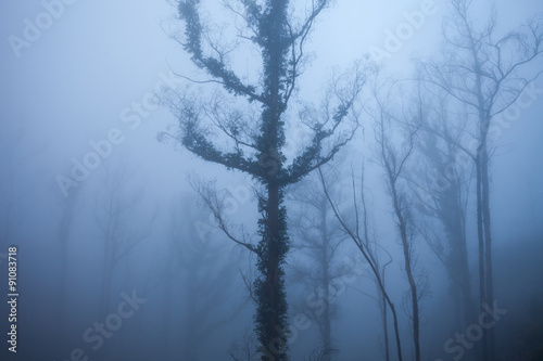 Trees in the fog