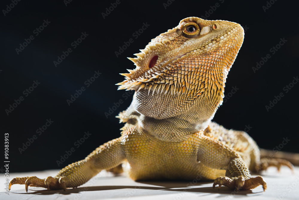 Fototapeta premium Bearded Dragon on black background with backlights