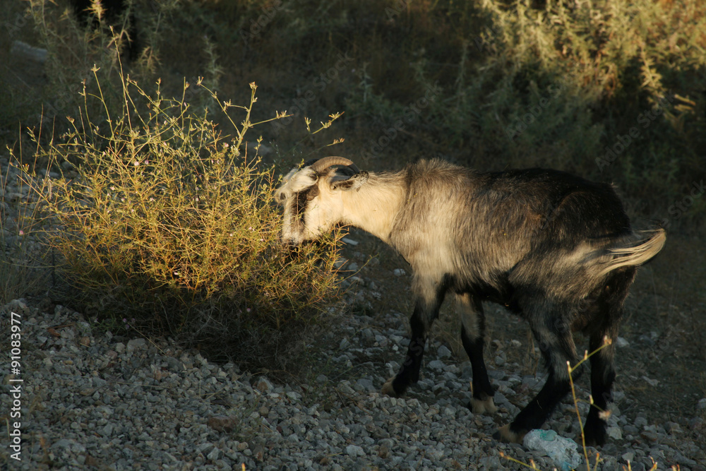 Obraz premium Goat